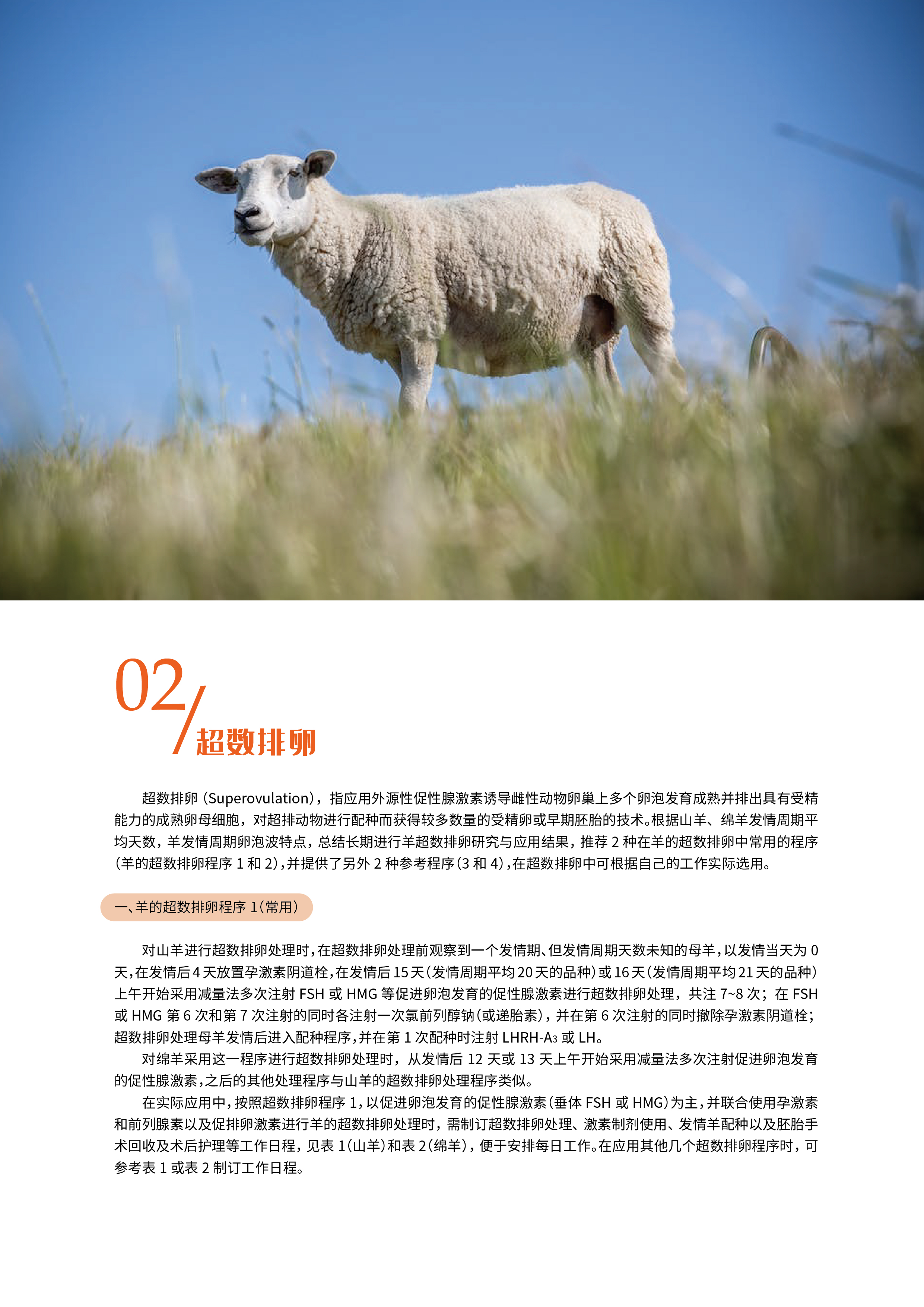 羊高效繁育中的应用-07.jpg