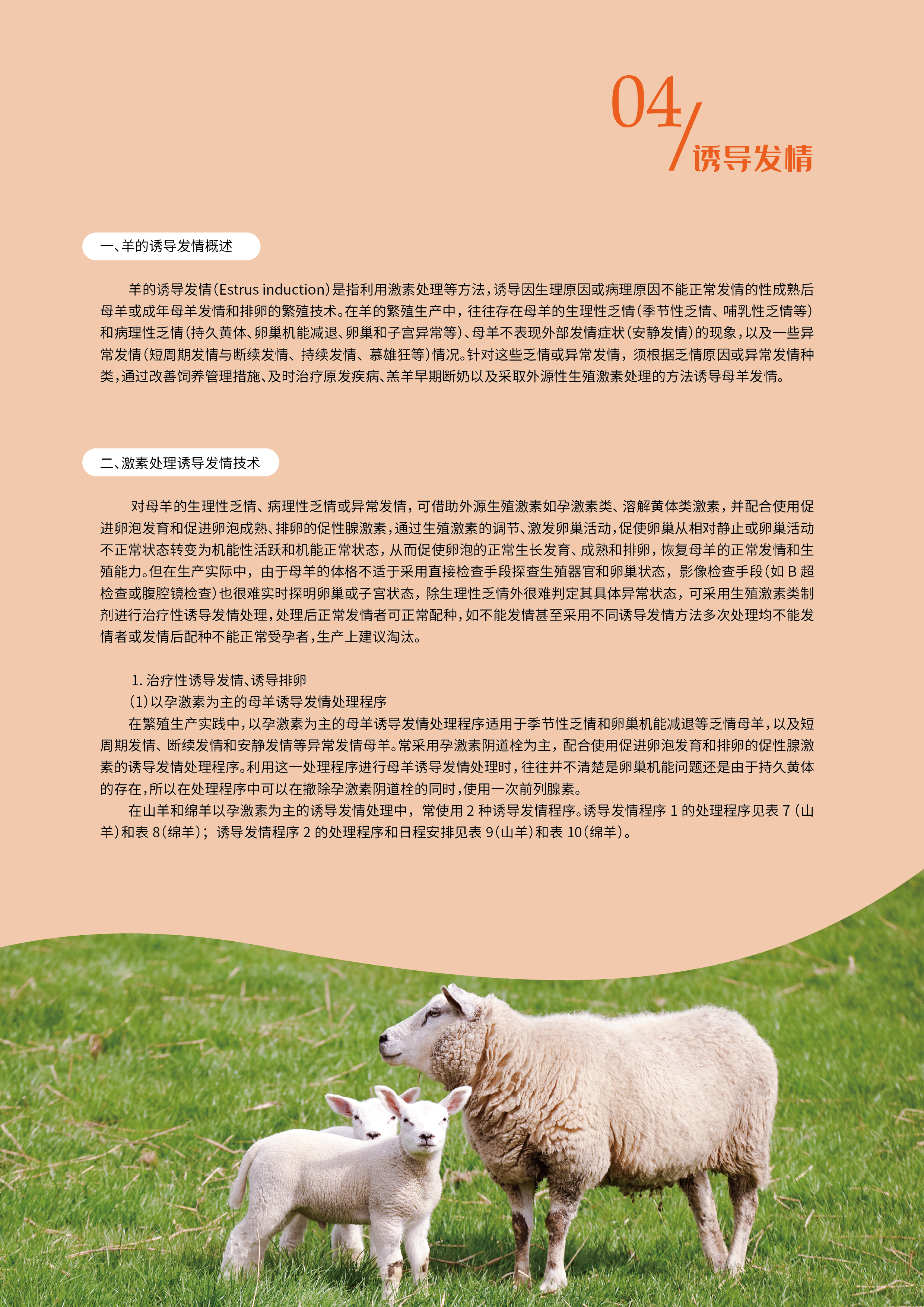 羊高效繁育中的应用-14.jpg